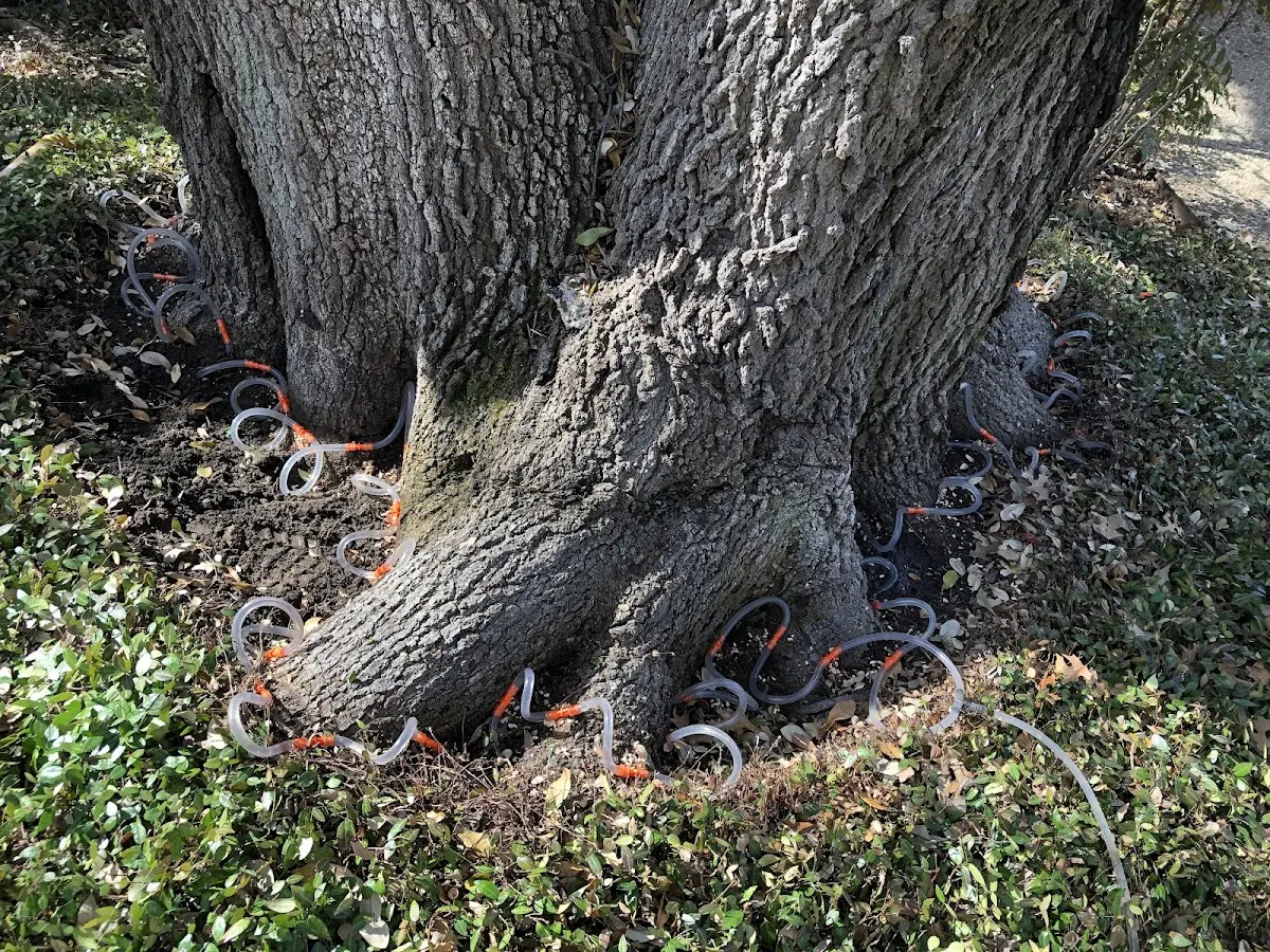 Detailed Tree Cabling and Bracing job site in Rogersville