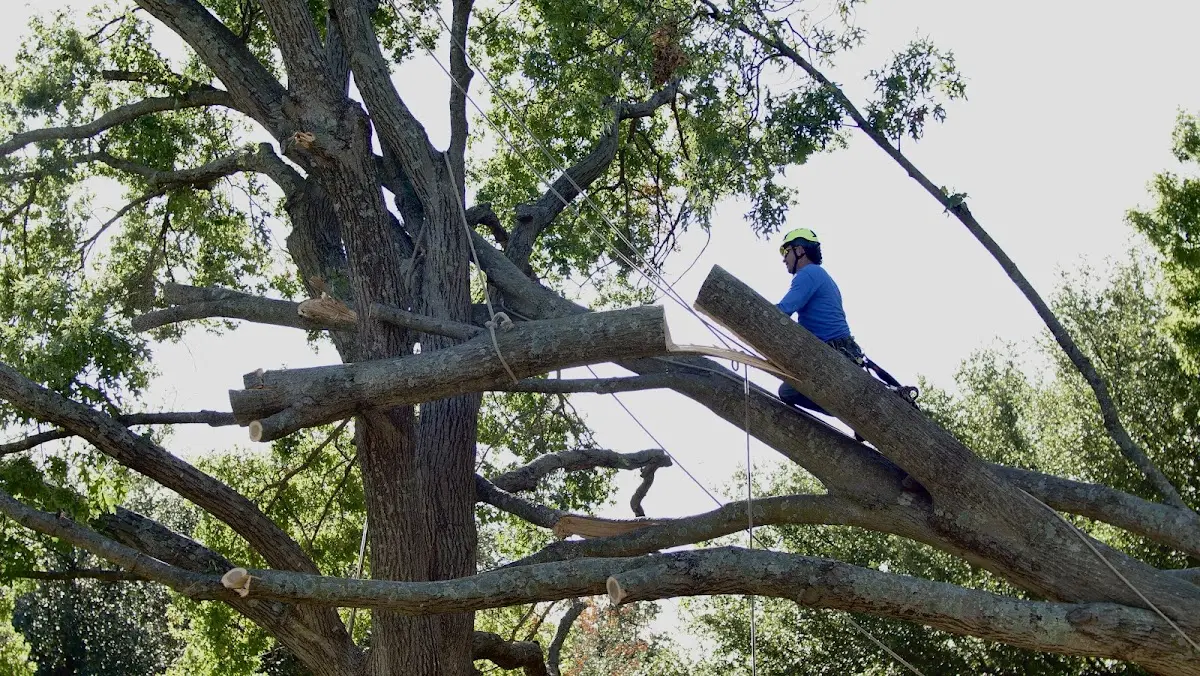 Professional Hazardous Tree Removal performed by certified arborists in Rogersville