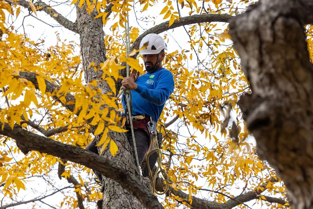 Skilled Tree Planing crew working in Rogersville