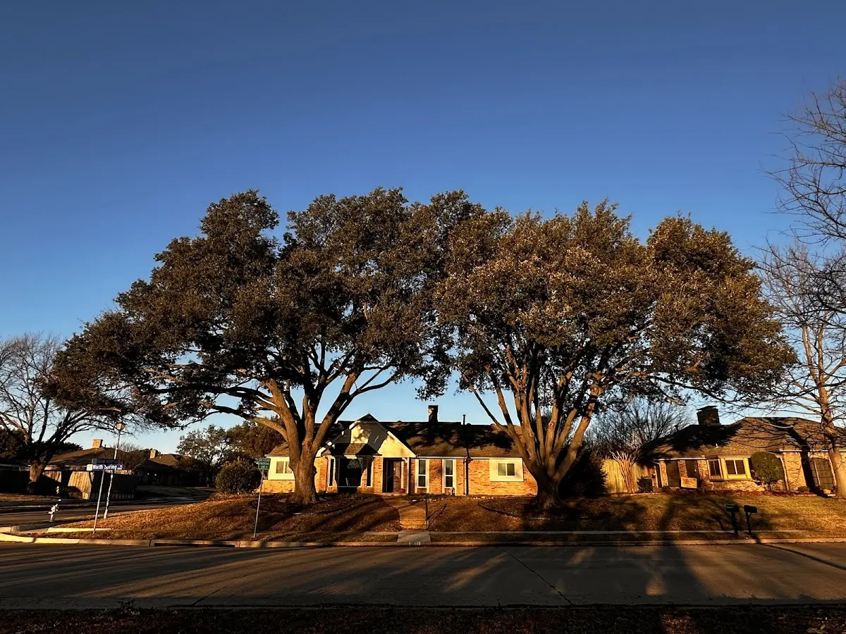 Established residential canopy tree shading a home in Rogersville